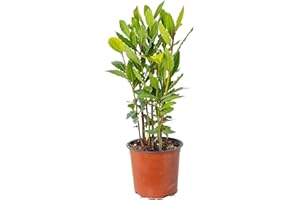 Bloomique - Laurus Nobilis - Laurier vrai - Plante de laurier - Plantes de jardin - Rustique - Hauteur 40-50 cm - Pot 15 cm