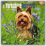 Yorkshire Terriers 2016 - Yorkshire Terrier - 18-Monatskalender mit freier DogDays-App: Original BrownTrout-Kalender [Mehrsprachig] [Kalender] (Wall-Kalender) by 