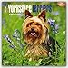 Yorkshire Terriers 2016 - Yorkshire Terrier - 18-Monatskalender mit freier DogDays-App: Original BrownTrout-Kalender [Mehrsprachig] [Kalender] (Wall-Kalender) by 