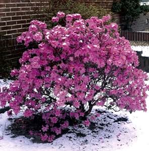 Vorfrühlingsalpenrose violett-blau blühend. 1 Strauch im 3