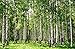 Produktbild FOTOTAPETE 97013 BIRCH FOREST GRÖßE 350 X 260 CM IN 7 BAHNEN 50 CM BREITE X 260 CM HÖHE. HOCH QUALITATIVER FOTOREALISTISCHER DIGITALDRUCK ! INKL. TAPETENKLEISTER- XXL BIRKENWALD WALD BIRKEN BÄUME NATUR LANDSCHAFT- TAPETE POSTER WANDBILD BILDTAPETE WALL MURAL