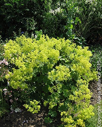 Alchemilla mollis AGM, Large 3lt (17cm) Pot, Perennial Lady's Mantle Plant, Deciduous Perennial Plant, Hardy,