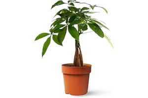 Pachira Aquatica o Árbol del dinero | Planta natural ideal para interior con altura de 35-45 cm en maceta de 12ø | April Plants