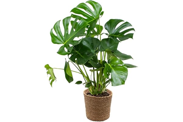 Bloomique - Monstera Deliciosa - Monstera - Plante d’intérieur - Dépolluante - Facile à entretenir - Hauteur 70-80 cm - Panier en jonc de mer 21 cm