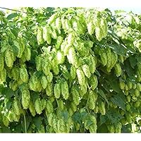 50 Seeds - Humulus lupulus European Hop Flower Seeds - All Season Seeds For Home Garden