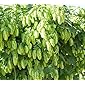 50 Seeds - Humulus lupulus European Hop Flower Seeds - All Season Seeds For Home Garden