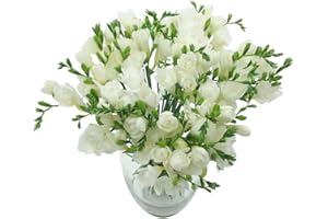 Clare Florist White Whispers Freesia Fresh Flower Bouquet - Stunning Collection of White Freesia Blooms