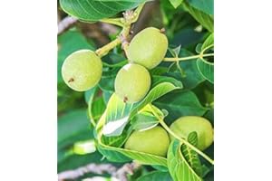VEG SRLS ALBERO DI NOCE DI SORRENTO A RADICE NUDA SIMILE - 1 METRO