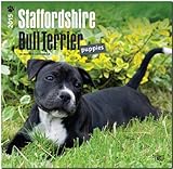 Staffordshire Bull Terrier Puppies 2015 - Bull Terrier Welpen: Original BrownTrout-Kalender [Mehrsprachig] [Kalender] by 