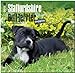 Staffordshire Bull Terrier Puppies 2015 - Bull Terrier Welpen: Original BrownTrout-Kalender [Mehrsprachig] [Kalender] by 