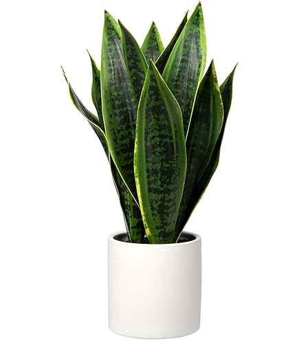 Amazon.de: artplants.de Kunst Sansevieria Cylindrica KICHIRO im Dekotopf,  grn, 70cm - Kunststoff Sukkulente