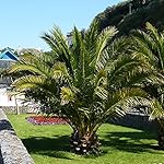 Pair Hardy Phoenix Date Palms 1.2-1.4M tall