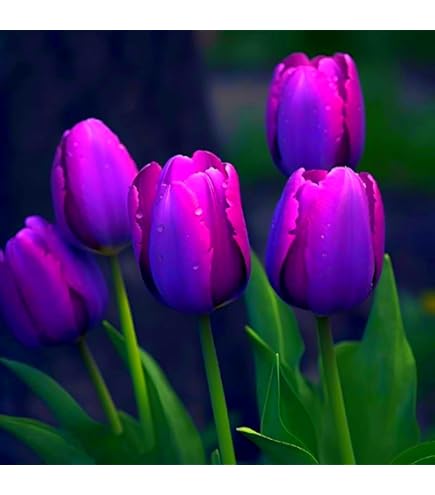 Tulpenzwiebeln Winterhart - 4 Stück Seltene Farbmischung