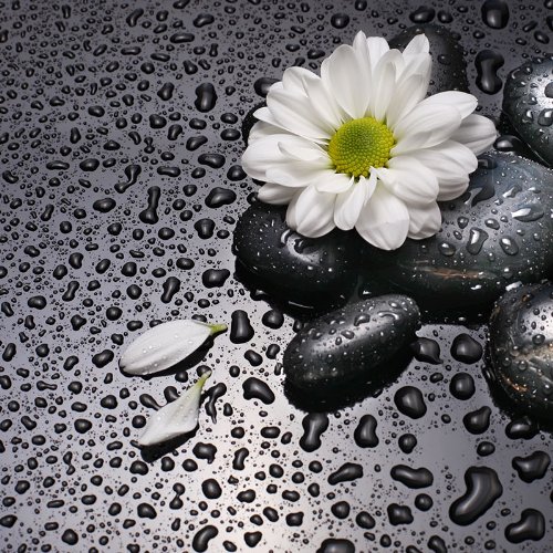 6 Design Fliesenaufkleber Fliesensticker passend zu WC Sitz " WHITE FLOWER "