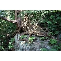 Eibe (Taxus baccata) 150 Samen (Heimischer Baum - Winterhart) Selten Rar  >Auch Bonsai geeignet< : Amazon.de: Garten