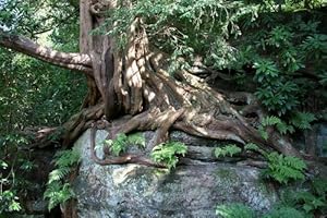 SAMENCHILISHOP (IMMER NUR EINMAL VERSAND) Eibe (Taxus baccata) 150 Samen (Heimischer Baum - Winterhart) Selten Rar >Auch Bonsai geeignet<
