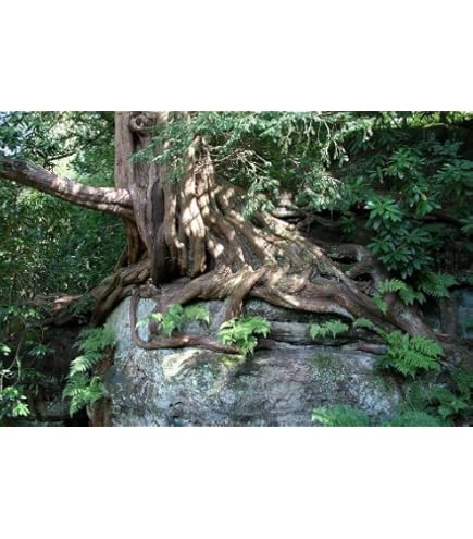 Eibe (Taxus baccata) 150 Samen (Heimischer Baum - Winterhart) Selten Rar  >Auch Bonsai geeignet< : Amazon.de: Garten