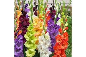 30 x Gladioli Mixed Bulbs - Collection of Colours - Gladioli Mixed Summer Flowering Bulbs for Gardens - Ready to Plant - by Woodland bulbs® (Free UK P&P)
