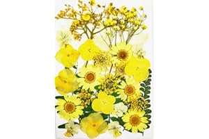 KTBEYTI Naturales Flores Prensadas Reales para Decoraciones Florales Flores Prensadas Secas para Joyería de Resina Flor Prensada Mezclada para Scrapbooking Arte Manualidades (Amarillo)