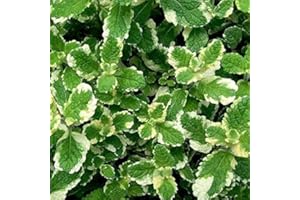 COUNTRY CLIMBERS & GARDEN FAVOURITES Pineapple Mint Aromatic herb Plant Loved by Bees Butterflies pollinators Ground Cover 9cm Pot