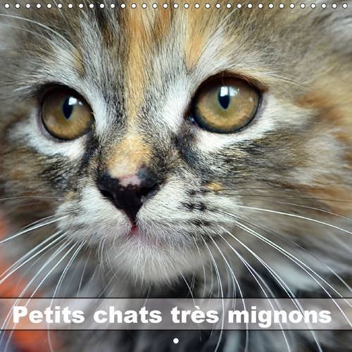 Petits chats très mignons : Calendrier mural 2016 Petits chats très mignons : Calendrier mural 2016