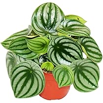 Philodendron Scandens Brasil Vaso 12cm - Pianta Rampicante Da Interno Foglia Bicolore