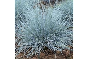 CARBETH PLANTS 1 x Large Festuca Intense Blue - Strong Colour Ready to Be Planted – Amazing Blue Fescue Grass in 9 Cm Pot