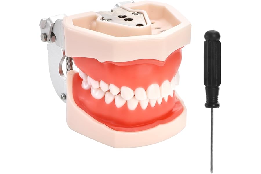 ZENFUN Standard Dental Typodont Model, Demonstration Teeth Model, Dental Model with 28Pcs Screw-in Removable Teeth Silica Gel Material Soft for Study, Teaching, Practice