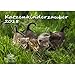 Produktbild Premium Kalender 2018 · DIN A4 · Katzenkinderzauber · Katzenkinder · Katzenbabys · Katzen · Stubentiger · Tier · Edition Seelenzauber