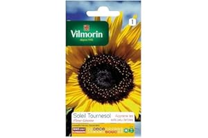 Vilmorin - Sachet graines Soleil tournesol fleur géante
