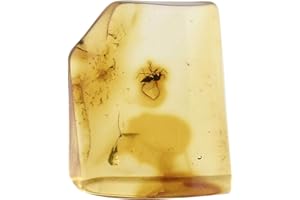 Starborn Ambre de la Baltique avec inclusion d'insectes – Une pièce