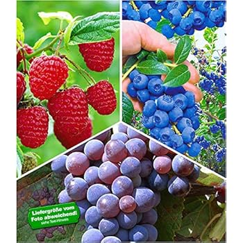 BALDUR-Garten Beeren-Sortiment Traube, Heidelbeere
