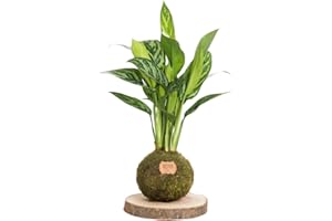 Kokedamas Lucciana Aglaonema Naturelle - Kokedama Intérieur | Boule de Mousse Vivante | Plante Naturelle | Plante Intérieure ou Extérieure | Décoration Maison | Entretien Facile
