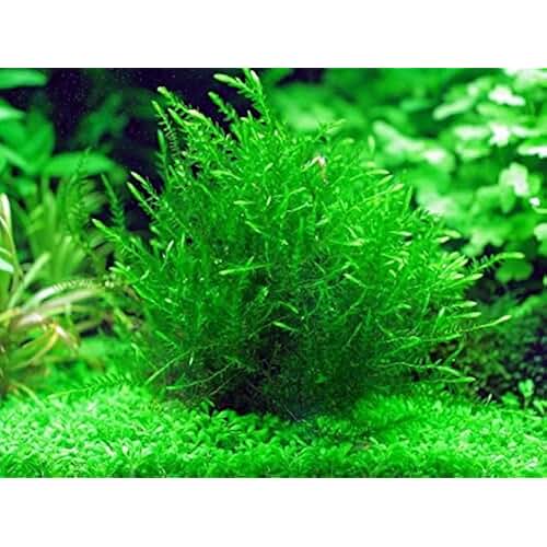 Amazon.co.uk oxygenating pond plants Garden & Outdoors