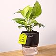 Kyari Golden Money Plant Indoor Live Plant with Self-Watering Pot - Black | Air-Purifying Indoor Plant for Home Dcor & Office Desk | Real Plants with Pots for Living Room, Balcony & Home