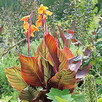 canna plant tropicanna amazon pot thompson morgan exotic fuchsia hardy conservatory perennial colours excellent stunning half orange indian shot pink