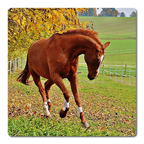 Addies Glas-Untersetzer 6-tlg.Set bedruckt Motiv „Pferde“ Komplett-Set in hochwertiger Klarsicht-Geschenkbox und Korkrückseite, Tier-Motiv - 4