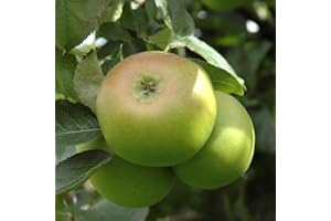 YOUGARDEN You Garden - Bramley Apple Patio Fruit Tree, Bare Root, Grow Your Own Fruit Tree in Gardens - Supplied as an Established Apple Tree Ready to Plant Out Grow Your Own Apples
