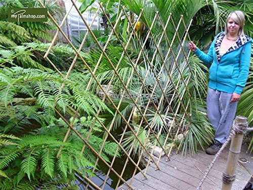 Flexibles Rankgitter Harmonica Spalier aus Bambus – verschiedene Größen (90cm x 180cm) - 2