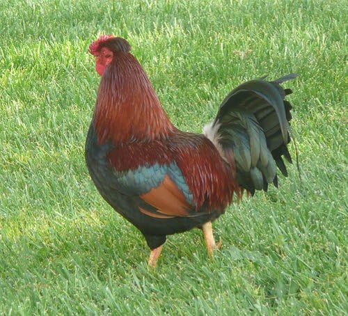 IvisonsCottage Garden Grass Seed Mix | Low Maintenance Self Feeding Lawn Mix | Suitable for Poultry Hens Ducks Chickens | Red & White Clover | Used As Fodder For Livestock (5kg)