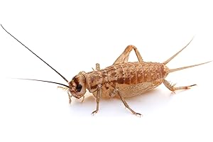 proinsects Heimchen mittel | 4 Dosen | 240 STK.