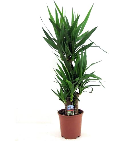 Goldfruchtpalme / Arecapalme, Chrysalidocarpus lutescens, Zimmerpflanze in  Hydrokultur, 13/12er Kulturtopf, 30 - 40 cm : Amazon.de: Garten
