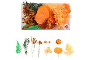 WJIAEER Flores naturales secas en relieve Flores preservadas Resina DIY Joyería Vela Arte de uñas Artesanía Scrapbooking Decoración floral（O）. (V)