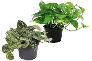 Exotenherz - Set aus 2 verschiedenen Efeututen - Scindapsus pictus argyreus und Epipremnum aureus