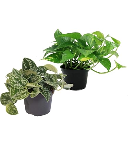 2 Plants De Schefflera (Arbre Ombrelle) - Feuillage Panaché Blanc-vert - Pot De 12 Cm - Hauteur 40-45 Cm - Plante D'intérieur Facile