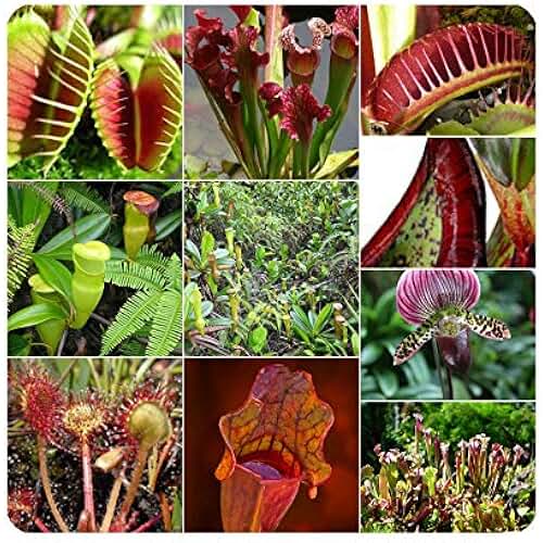 Amazon.co.uk venus fly trap soil