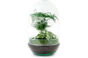 URBANJNGL Terrarium végétal - Egg XL - Ecosystème végétal -↑30 cm - Jardin en Bouteille - Bricolage - Kit de Bricolage - Ensemble Complet de Terrarium - Mini écosystème avec Plantes en Bouteille