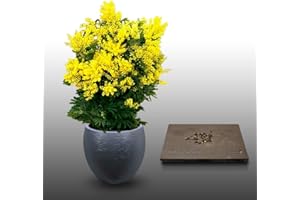 25 graines - MIMOSA D'HIVER - Acacia Dealbata