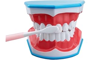 2 Times Large Dental Teeth Model, YOUYA DENTAL Teaching Study Brushing Tooth Model Tools with Toothbrush Denture Model with Tongue for Kids Oral Care Teaching