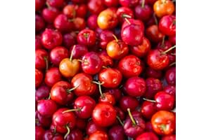 BRKENT 100 semillas de acerola, semillas de árboles, plantas de balcón, resistentes, plantas reales para interiores, protección contra el frío para plantas, semillas de frutas, plantas de balcón